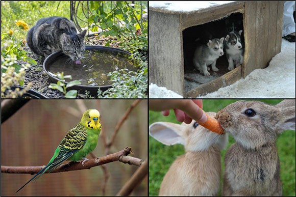 Four photos of various animals drinking water, eating food, taking shelter and breathing