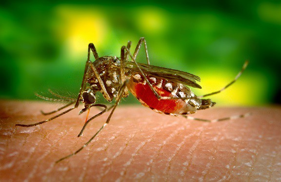close up of a mosquito on human skin
