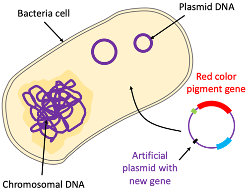The image shows a schematic drawing of a bacteria cell, which contains chromosomal DNA and circular plasmid DNA. Outside of the cell, an artificial plasmid is shown that includes a red color pigment gene. An arrow is pointing from the artificial plasmid to the inside of the bacteria cell.