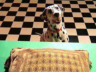 Aerial view of a pillow on a table while a dog stares from the ground