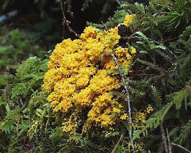 The slime mold Physarum polycephalum grows on a tree and resembles many small yellow leaves