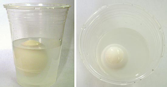 Two photos of an egg floating in a saltwater solution