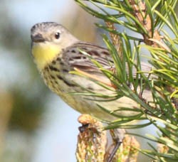 Zoomed in photo of a songbird sitting in pine tree