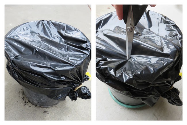A black plastic bag is stretched over the top of a composting pot and airholes are poked through the top