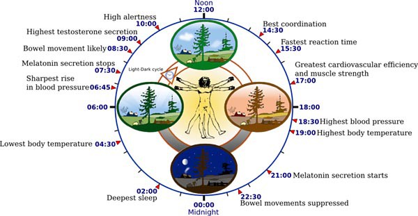 Diagram of a human figure at the center of a clock with bodily functions marked at specific points on the clock