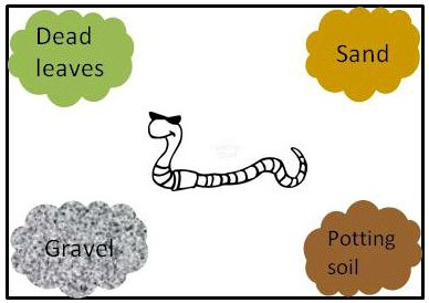 A drawn worm surrounded by dead leaves, sand, gravel and potting soil