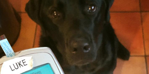 When a Dog Nose Best: Scent Science - Jedi, a diabetic alert dog after alerting to a low blood glucose event