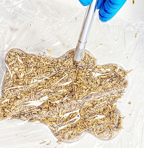  Growing container in the form of a bear is filled with crumbled mushroom root material and covered with plastic wrap. A knife is poking a hole in the plastic wrap. 