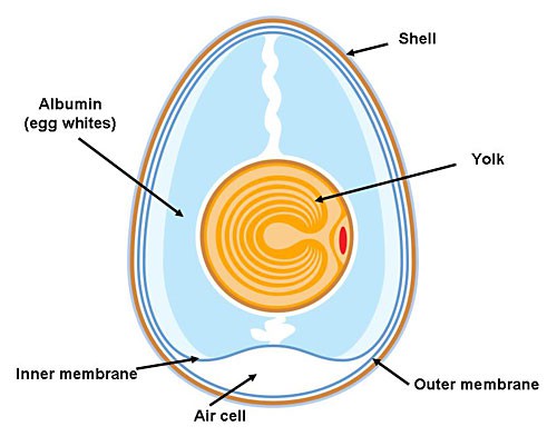Diagram of the inside of an egg