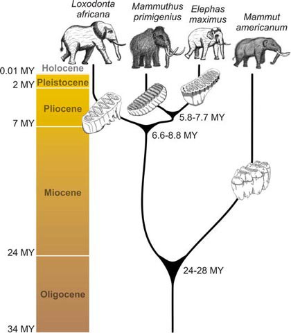 Diagram of a phylogenetic tree for the order Proboscidea
