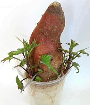 Green leaves grow from a sweet potato placed in a plastic cup