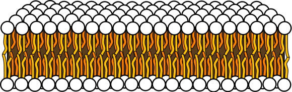 Schematic diagram of a lipid bilayer showing two layers of lipid molecules that face their circular head to the outside and their tails to the inside.