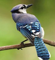Photo of a blue jay resting on a branch