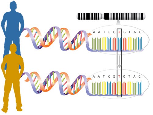 Diagram of two people having different genotypes