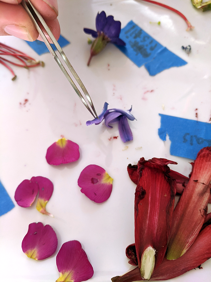 Student's hand holding tweezers over a plate with a pile of dissected flower parts