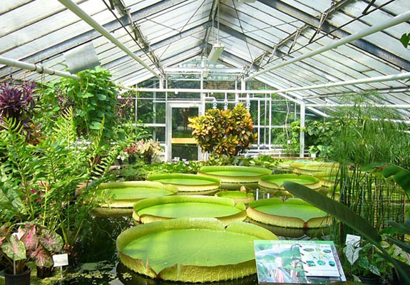 Photo of the inside of a greenhouse