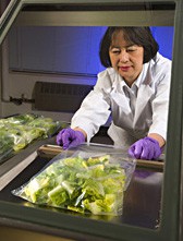A scientist opens a bag of lettuce