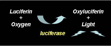 Chemical equation shows that luciferase catalyzes luciferin and oxygen to form oxyluciferin and light