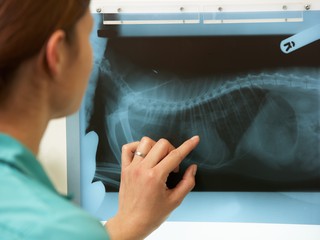 dog with xray