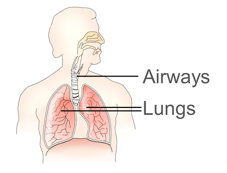 A schematic representation showing how the airways connect the mouth and nose to the lungs.   