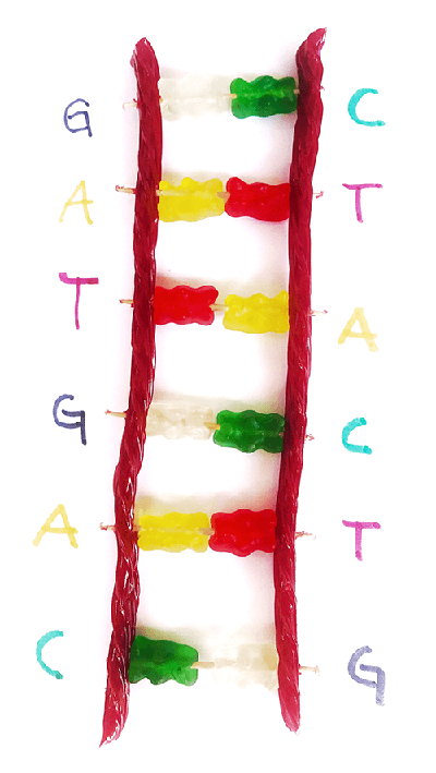 Candy DNA model on a piece of paper with the letters of the DNA chemicals written next to each piece of candy