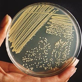 A visible colony of the bacteria Staphylococcus aures in an agar plate