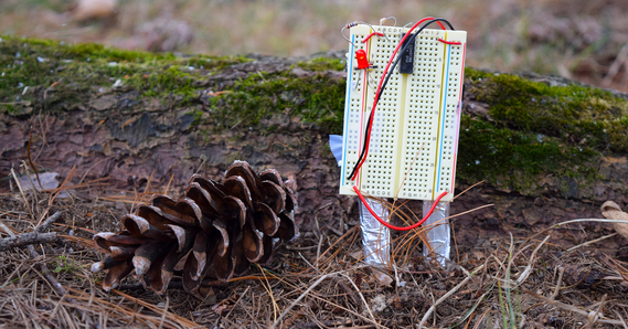 Sample breadboard circuit designed for environmental monitoring and sitting next to a pinecone