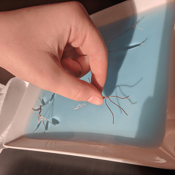 Student placing wire water strider on the surface of water