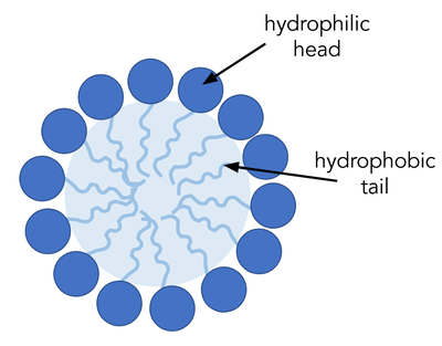 Schematic diagram of a circular micelle showing soap molecules that face their circular head to the outside and their tails to the inside.