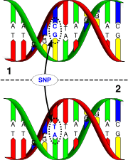 Diagram of Single Nucleotide Polymorphism occurring in a strand of DNA