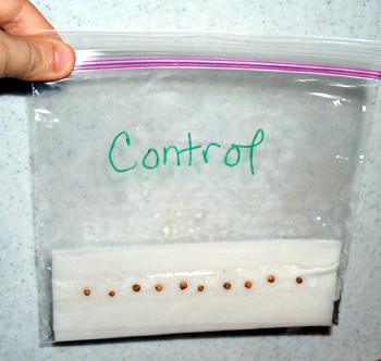 Seeds on a paper towel sealed in a plastic bag