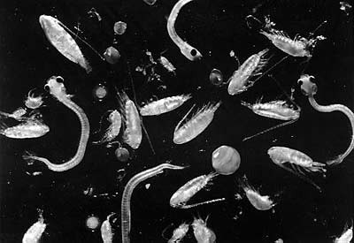 Microscopic image of phytoplankton has white shapes resembling worms or bug on a black background