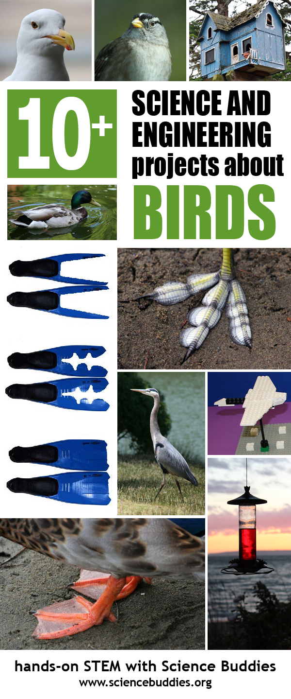 Photo collage of ten projects based around birds
