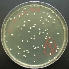 A visible colony of round yeast in an agar plate
