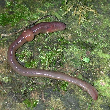 An earthworm