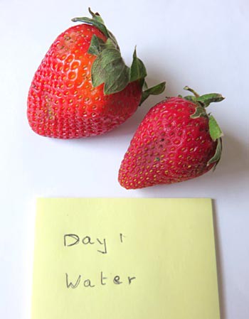 Two strawberries beginning to decay side-by-side