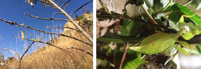 Examples of walking sticks and leaf insects that disguise themselves to look like natural objects in the environment