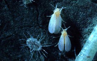 Photo of two greenhouse whiteflies