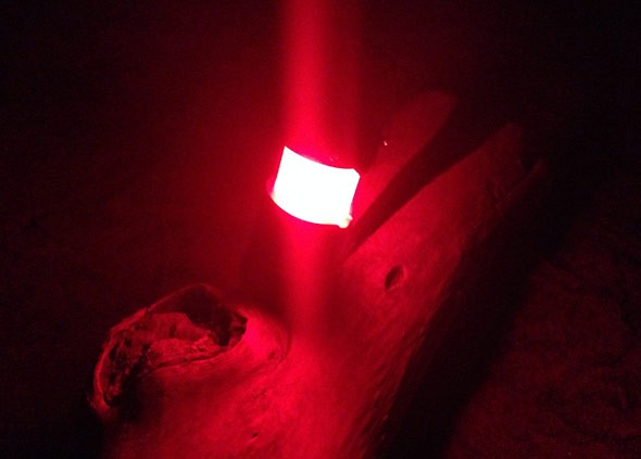 A red light illuminates a tree trunk in the dark