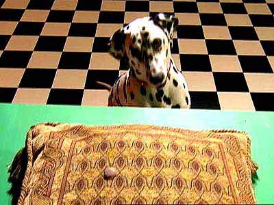 A treat resting on a pillow, on a table, while a dog stares from the ground