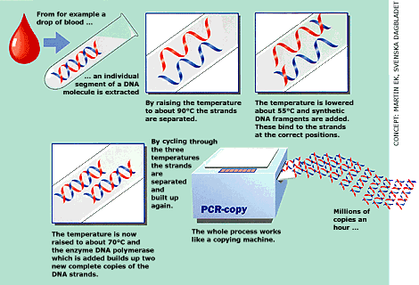 Diagram of the four steps used to clone genes in the polymerase chain reaction