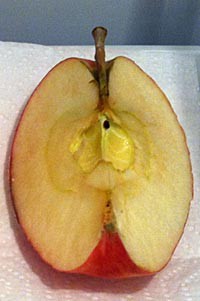 A quarter of an apple that has been sliced length wise