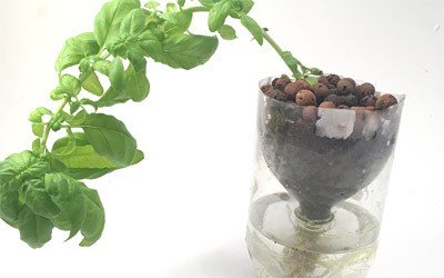 Two hydroponics containers in which plants are growing. 