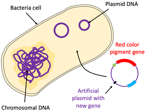  The image shows a schematic drawing of a bacteria cell, which contains chromosomal DNA and circular plasmid DNA. Outside of the cell, an artificial plasmid is shown that includes a red color pigment gene. An arrow is pointing from the artificial plasmid to the inside of the bacteria cell.