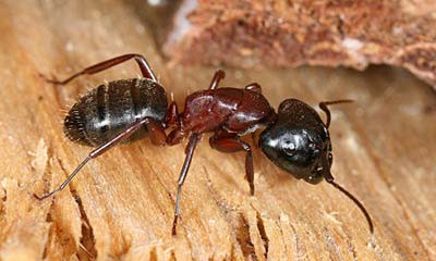 Close up image of a carpenter ant