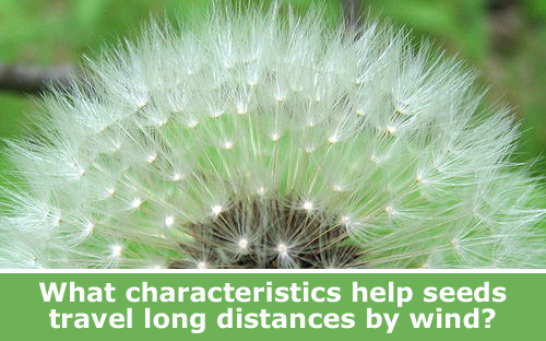 Close-up photo of seeds on a dandelion