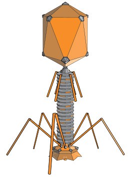 Drawing of a T4 phage shows five legs at the base of a cylinder with a large head at the top