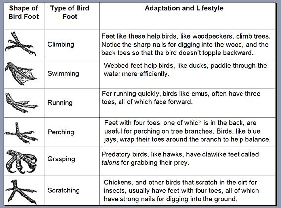 Chart of six different types and shapes of bird feet and how they function