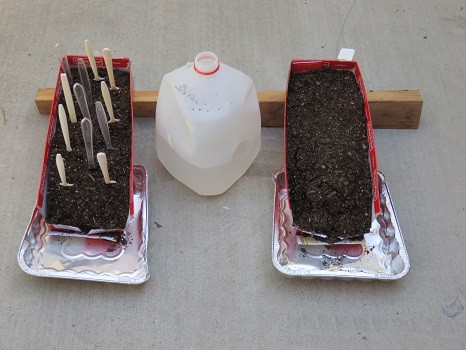 Two soda boxes filled with soil: The left with plastic forks in it, and the right with nothing in it