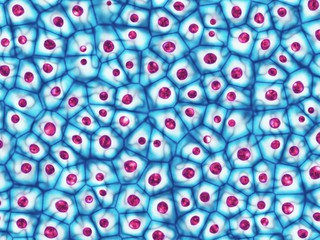 Stem cells viewed through microscope